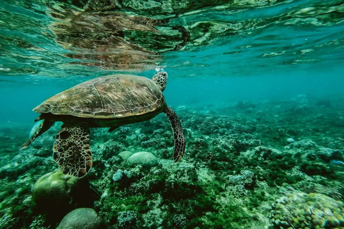 Modern Wildlife
