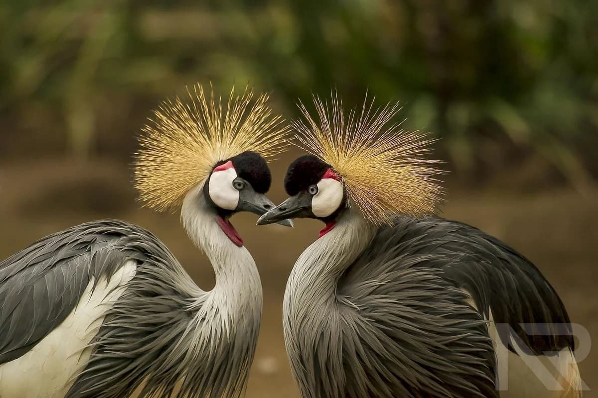 Stunning Wildlife Captured