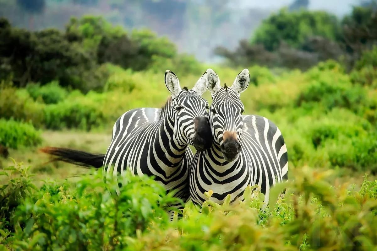 Wildlife Story