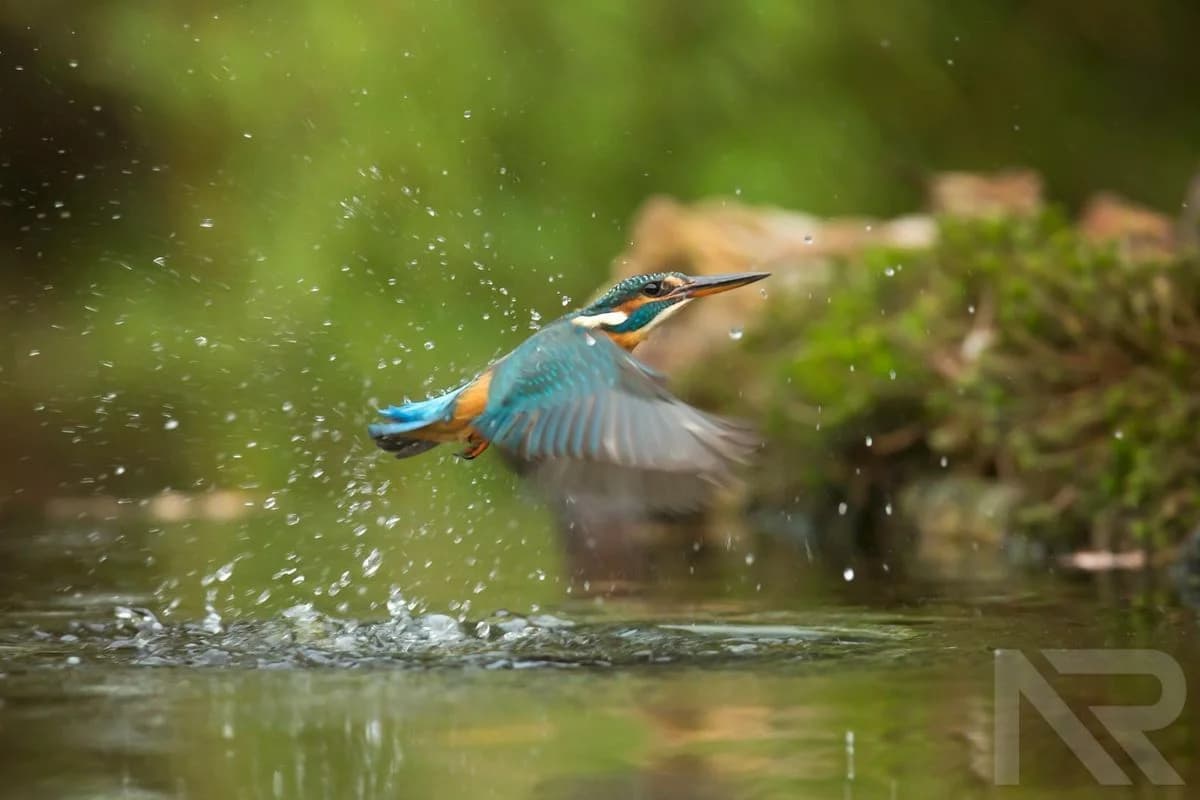 Wildlife in Focus